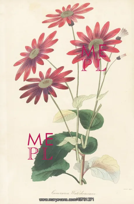 : Pericallis tussilaginis : Pericallis tussilaginis