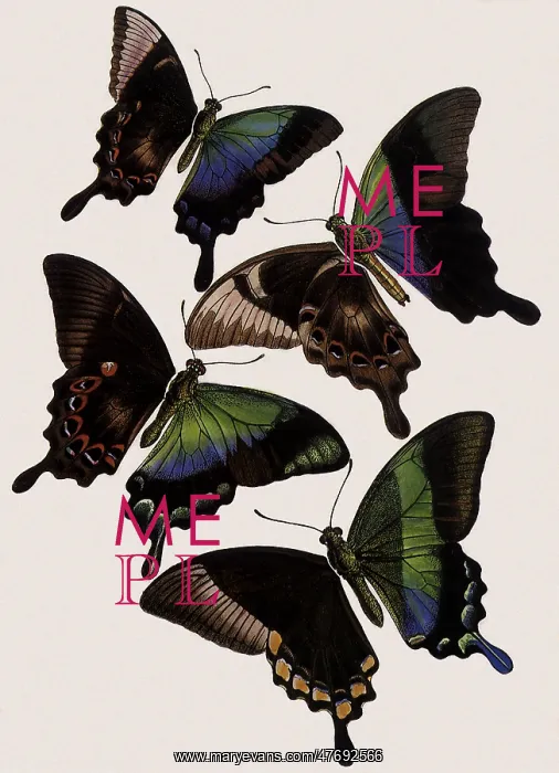 : Pericles Papilio and Others : Pericles Papilio and Others