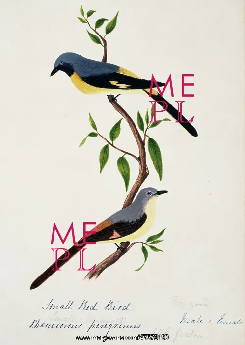 : Pericrocotus cinnamomeus peregrinus, small minivet : Pericrocotus cinnamomeus peregrinus, small minivet