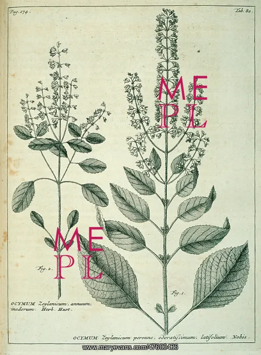 : Perilla frutescens, beef steak plant : Perilla frutescens, beef steak plant