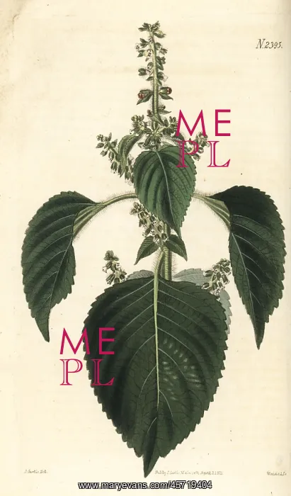 : Perilla, shiso or jasoyup, Perilla frutescens : Perilla, shiso or jasoyup, Perilla frutescens
