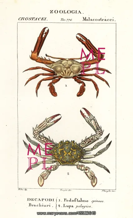 : Periscope crab and flower crab : Periscope crab and flower crab