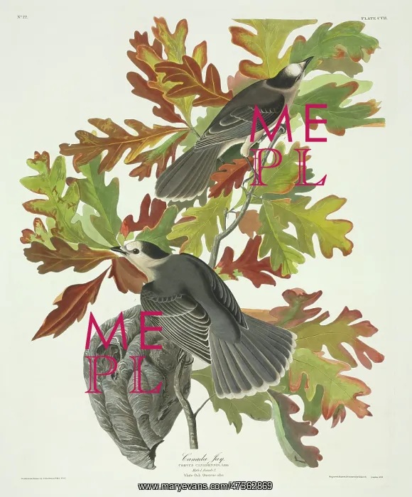 : Perisoreus canadensis, grey jay : Perisoreus canadensis, grey jay