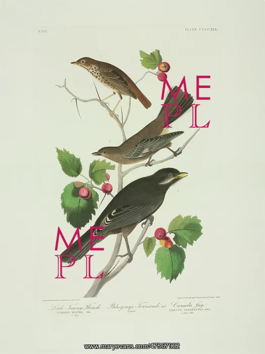 : Perisorius canadensis, Catharus guttatus, Myadestes townsend : Perisorius canadensis, Catharus guttatus, Myadestes townsend