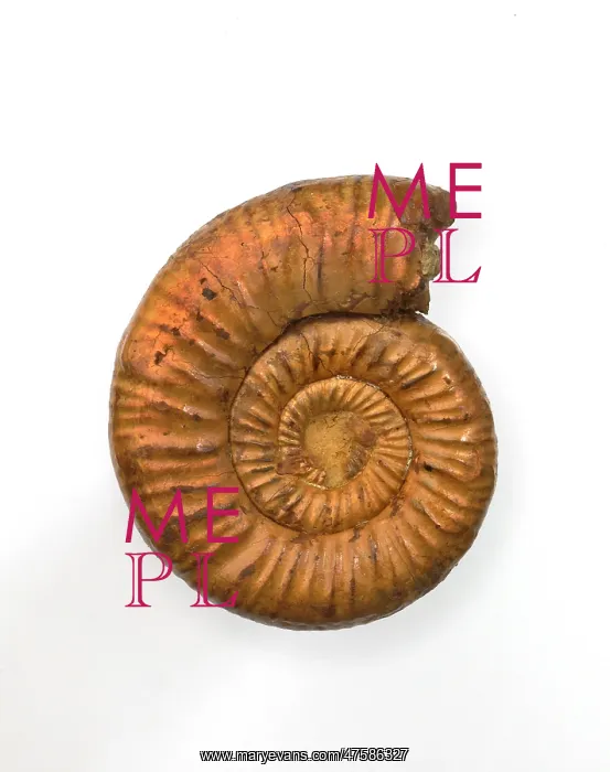 : Perisphinctes, ammonite : Perisphinctes, ammonite