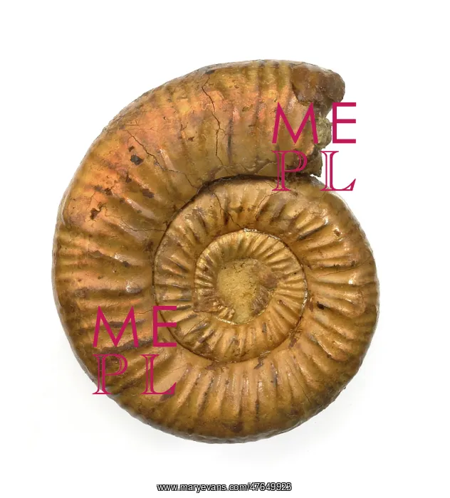 : Perisphinctes, ammonite : Perisphinctes, ammonite