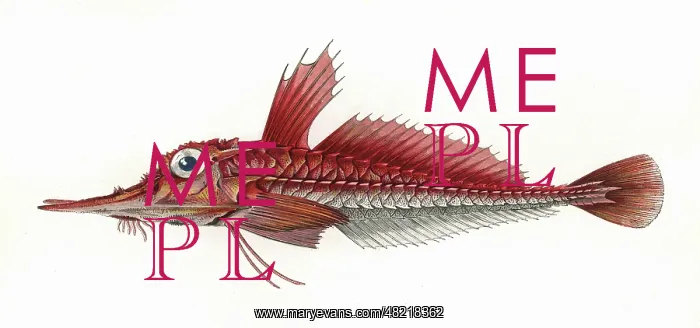 : Peristedion, or Armed Gurnard : Peristedion, or Armed Gurnard