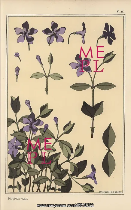 : Periwinkle botanical study : Periwinkle botanical study