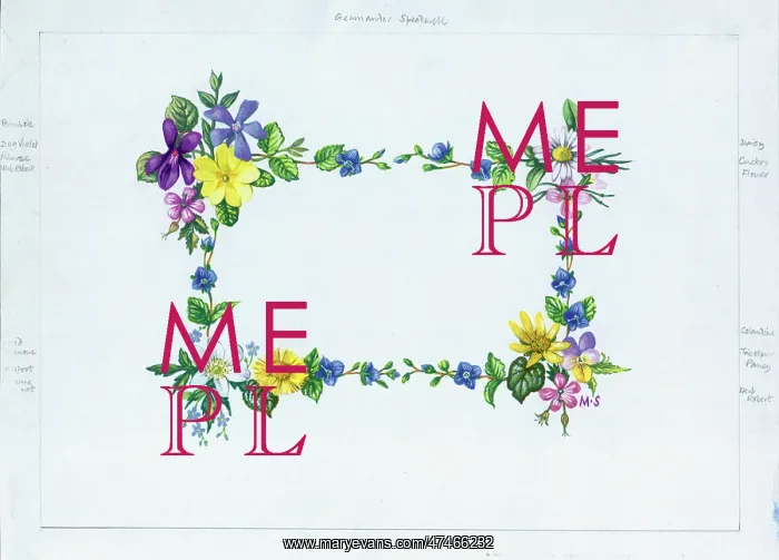 : Periwinkle, dog violet, herb robert, daisy etc : Periwinkle, dog violet, herb robert, daisy etc