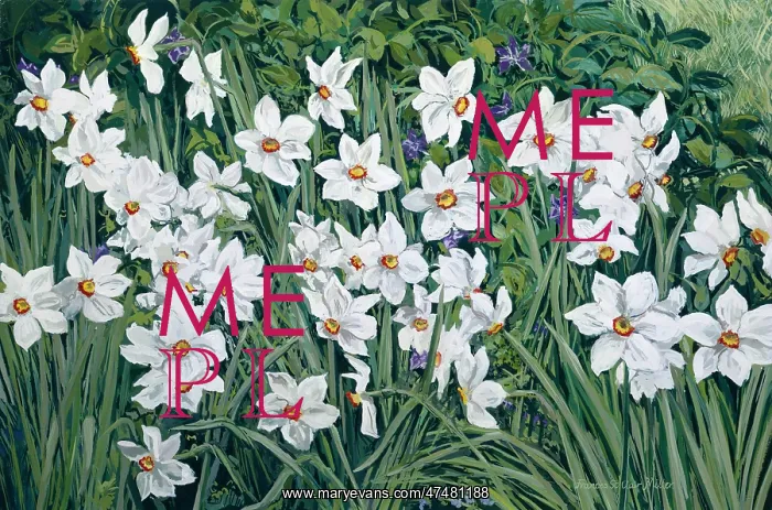 : Periwinkles and Narcissi : Periwinkles and Narcissi