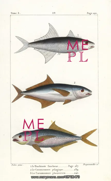 : Permit fish, mahi mahi and sand tilefish : Permit fish, mahi mahi and sand tilefish