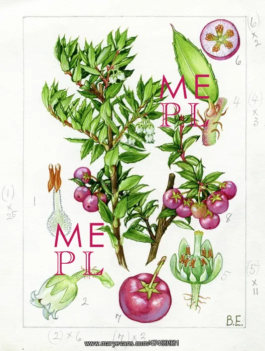 : Pernettya mucronata - prickly heath : Pernettya mucronata - prickly heath