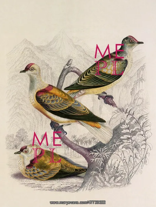 : Perouse's Fruit Dove, Ptilonopus perousii : Perouse's Fruit Dove, Ptilonopus perousii