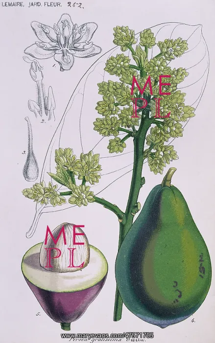 : Persea gratissima, avocado : Persea gratissima, avocado