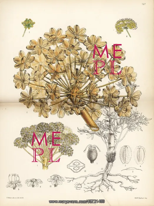 : Persian asafoetida, Ferula foetida : Persian asafoetida, Ferula foetida