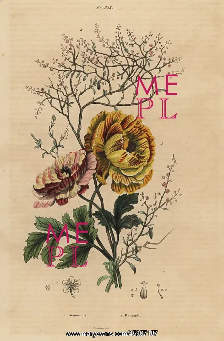 : Persian buttercup and Chinese indigo : Persian buttercup and Chinese indigo