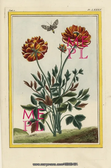 : Persian buttercup hybrid Harlequin, Ranunculus asiaticus : Persian buttercup hybrid Harlequin, Ranunculus asiaticus