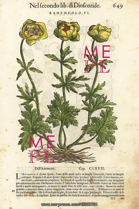  : Persian buttercup, Ranunculus asiaticus