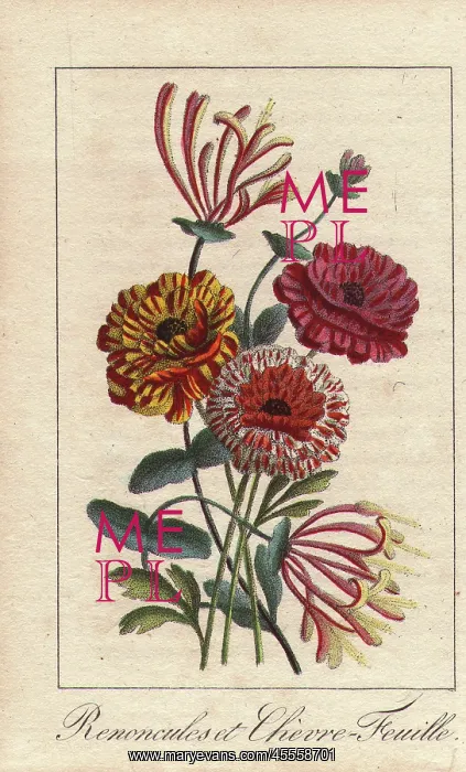 : Persian buttercups and honeysuckles, Ranonculus : Persian buttercups and honeysuckles, Ranonculus