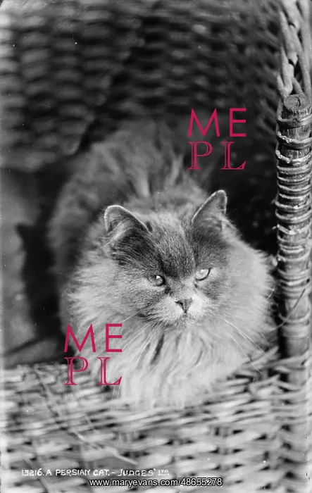 : A Persian Cat : A Persian Cat