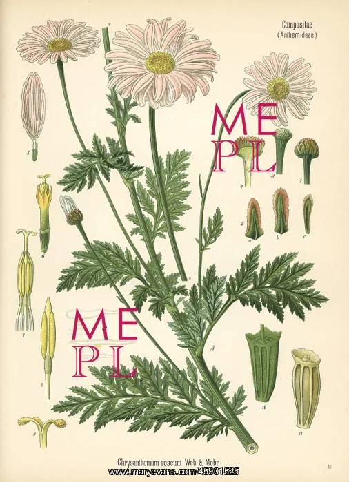 : Persian chrysanthemum or pyrethrum, Tanacetum coccineum : Persian chrysanthemum or pyrethrum, Tanacetum coccineum