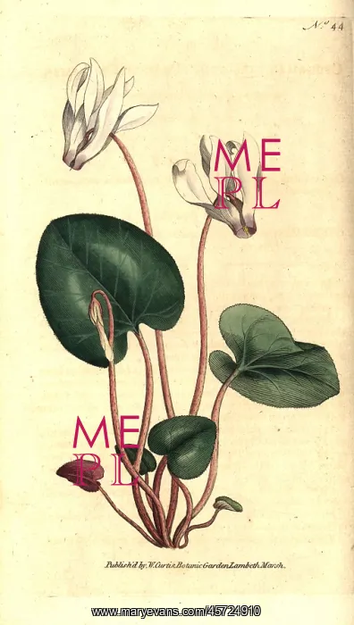 : Persian cyclamen, Cyclamen persicum : Persian cyclamen, Cyclamen persicum