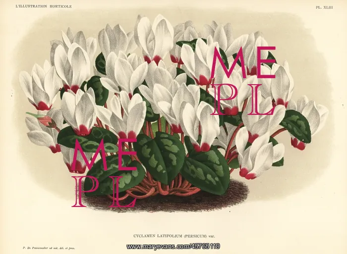 : Persian cyclamen, Cyclamen persicum : Persian cyclamen, Cyclamen persicum