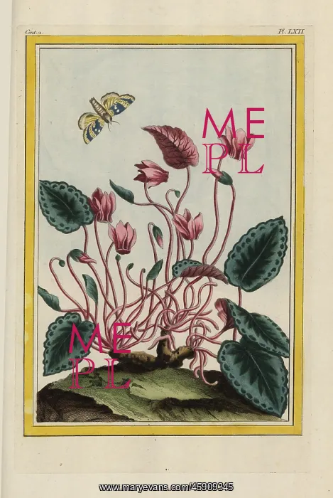 : Persian cyclamen, Cyclamen persicum : Persian cyclamen, Cyclamen persicum