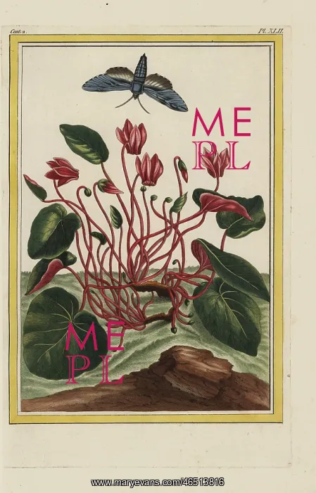 : Persian cyclamen, Cyclamen persicum : Persian cyclamen, Cyclamen persicum
