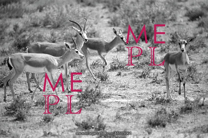 : Persian gazelle nursery, 1977 : Persian gazelle nursery, 1977