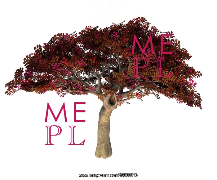 : Persian ironwood tree illustration : Persian ironwood tree illustration