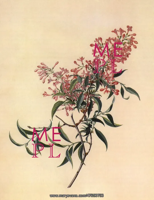 : Persian Jasmine : Persian Jasmine