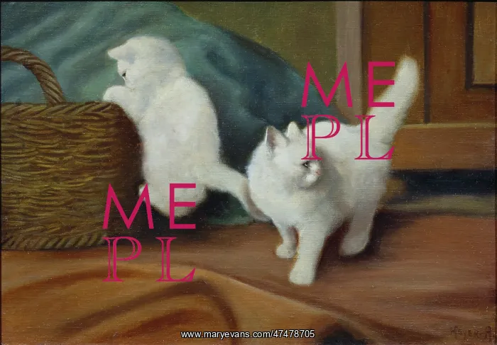 : Persian Kittens ' two white kittens : Persian Kittens ' two white kittens