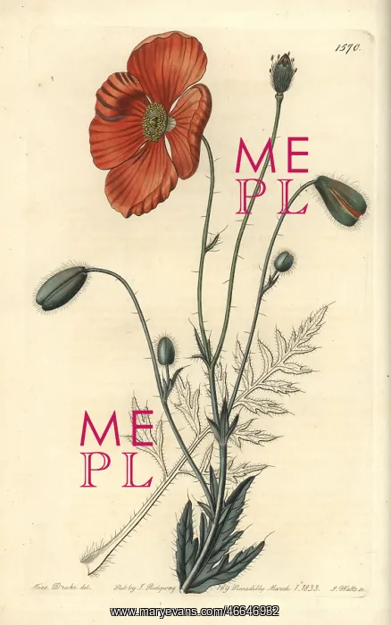 : Persian poppy, Papaver persicum : Persian poppy, Papaver persicum