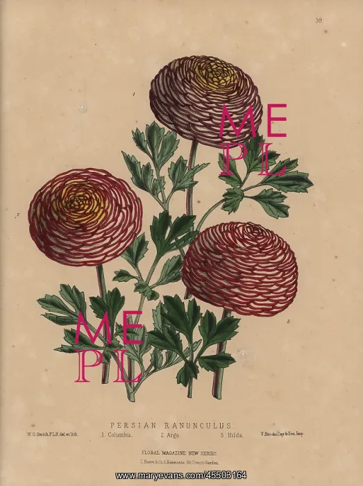 : Persian ranunculus varieties: Columbus, Argo, and Hilda : Persian ranunculus varieties: Columbus, Argo, and Hilda
