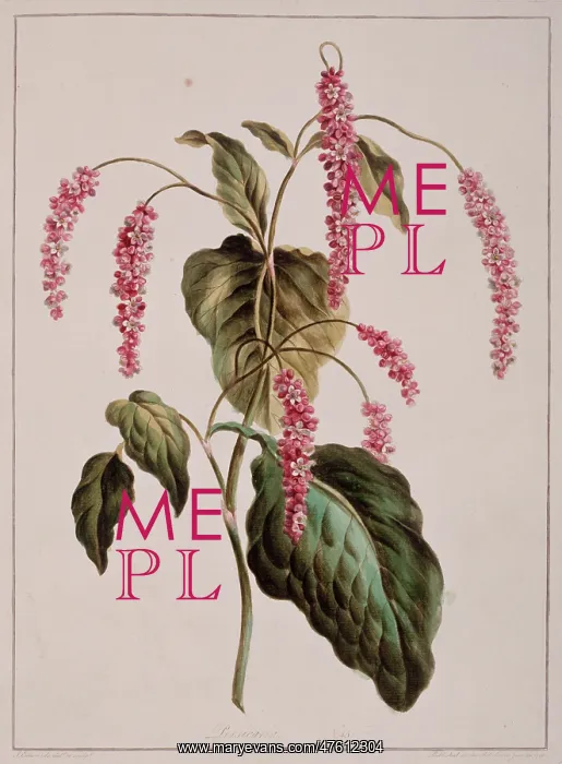 : Persicaria sp. knotweed : Persicaria sp. knotweed