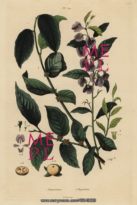 : Persimmon fruit and tree hovea : Persimmon fruit and tree hovea