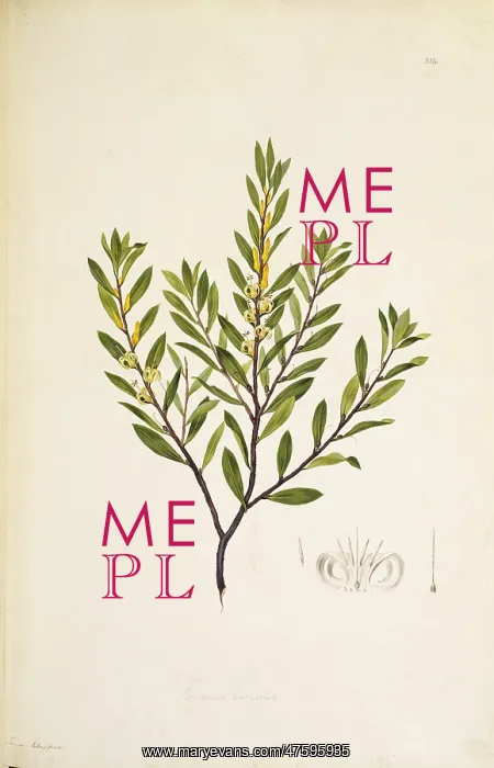 : Persoonia lanceolata, lance leaf geebung : Persoonia lanceolata, lance leaf geebung