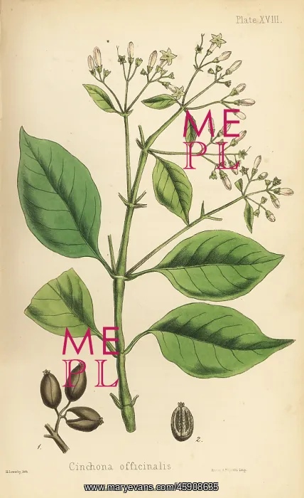: Peruvian bark tree or quinine tree, Cinchona officinalis : Peruvian bark tree or quinine tree, Cinchona officinalis