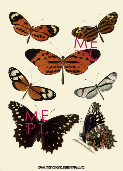  : Peruvian Butterflies