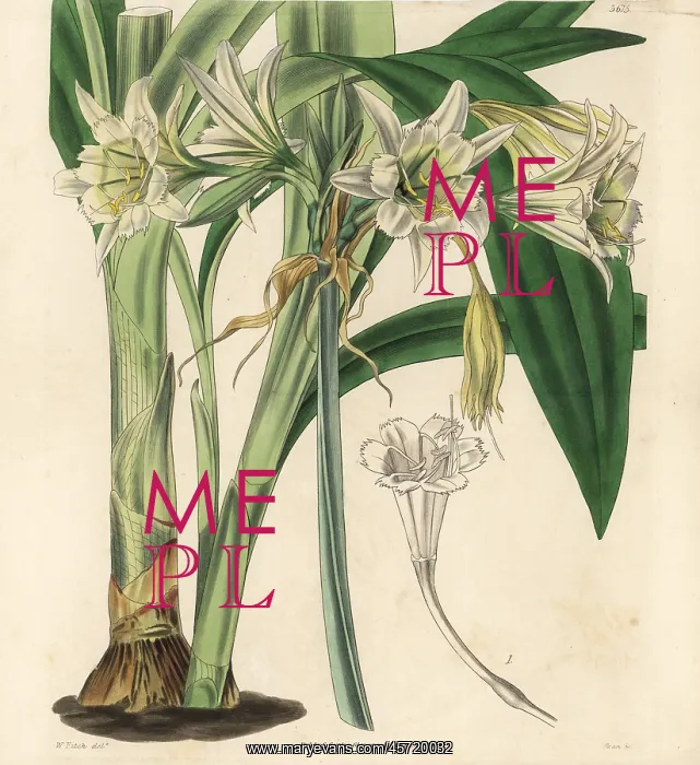 : Peruvian daffodil, Ismene pedunculata : Peruvian daffodil, Ismene pedunculata