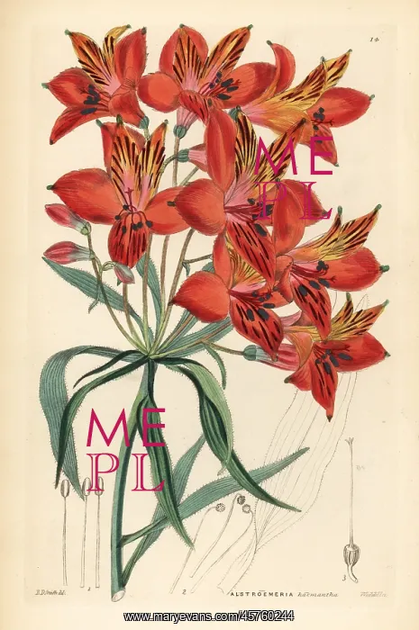: Peruvian lily, Alstroemeria ligtu : Peruvian lily, Alstroemeria ligtu