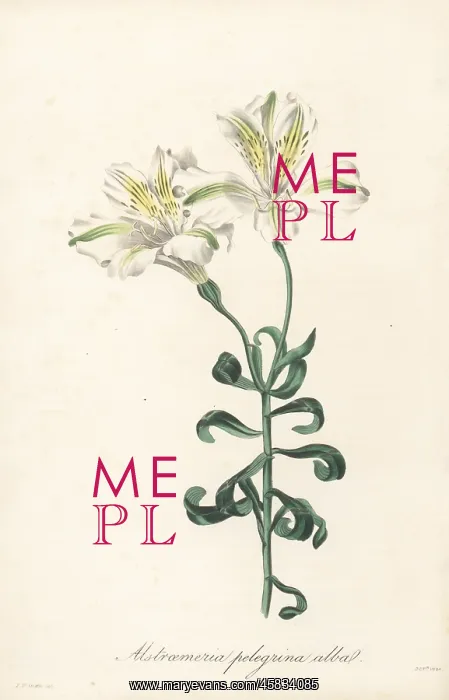 : Peruvian lily, Alstroemeria pelegrina : Peruvian lily, Alstroemeria pelegrina