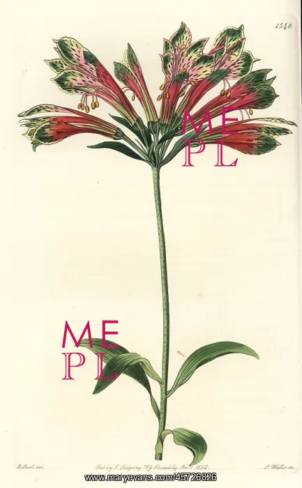 : Peruvian lily, Alstroemeria pulchella : Peruvian lily, Alstroemeria pulchella