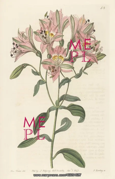 : Peruvian lily or lily of the Incas, Alstroemeria : Peruvian lily or lily of the Incas, Alstroemeria