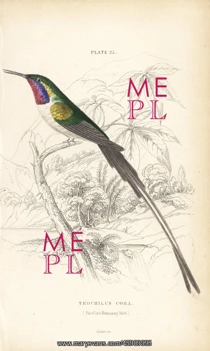 : Peruvian sheartail, Thaumastura cora : Peruvian sheartail, Thaumastura cora