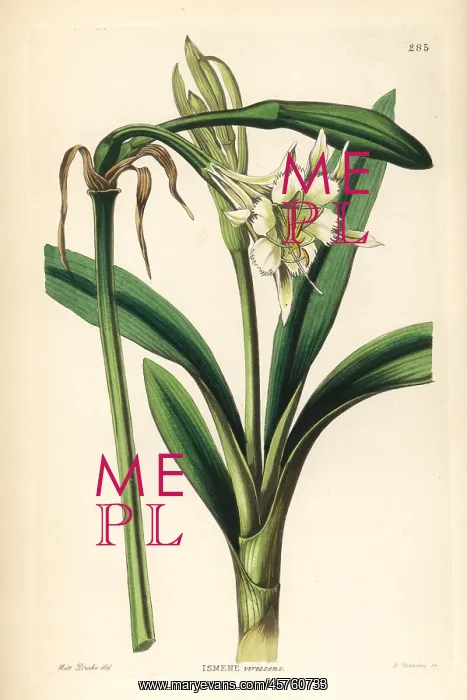  : Pervuvian daffodil, Ismene pedunculata