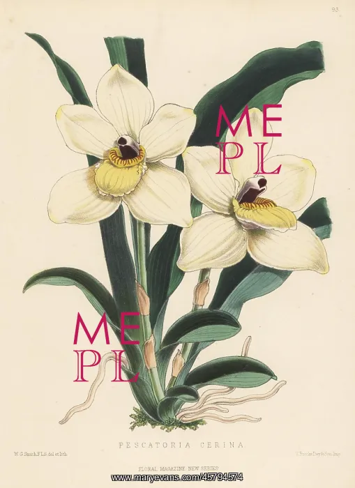  : Pescatoria cerina orchid