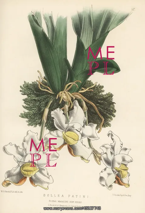 : Pescatoria lalindei orchid : Pescatoria lalindei orchid