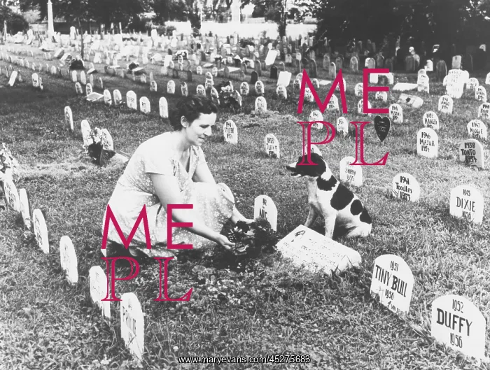 : Pet cemetery where more than 3, 000 animals, including : Pet cemetery where more than 3, 000 animals, including
